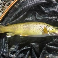 Truite du no kill de l'Orb