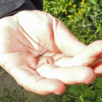 Éphémère au bas du Guiers